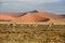 Oryx Antelopes in front of red sand dunes