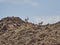 Oryx antelopes standing on the ridge of a rocky mountain