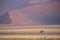 An oryx antilope in the desert of namib