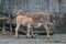 Oryx beisa in Taipei city zoo in summer