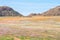 Oryx in carpet of flowers in Goegap Nature Reserve