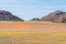 Oryx in carpet of flowers in Goegap Nature Reserve