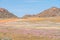 Oryx in carpet of flowers in Goegap Nature Reserve