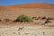 Oryx Crossing Desert by Red Dunes