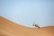 Oryx crossing sand dune