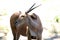 Oryx, deer , African animal