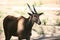 Oryx , deer , African animal