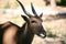 Oryx , deer , African animal