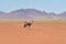 Oryx and Desert Landscape - NamibRand, Namibia