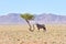 Oryx and Desert Landscape - NamibRand, Namibia