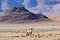 Oryx and Desert Landscape - NamibRand, Namibia