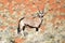 Oryx and Desert Landscape - NamibRand, Namibia