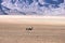 Oryx and Desert Landscape - NamibRand, Namibia