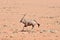 Oryx and Desert Landscape - NamibRand, Namibia