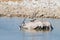 Oryx drinking from Okaukuejo waterhole in daylight. Wildlife Safari in Etosha National Park, the main travel destination in Namibi