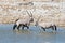 Oryx drinking from Okaukuejo waterhole in daylight. Wildlife Safari in Etosha National Park, the main travel destination in Namibi