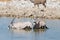 Oryx drinking from Okaukuejo waterhole in daylight. Wildlife Safari in Etosha National Park, the main travel destination in Namibi