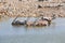 Oryx drinking water in Etosha NP