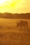 Oryx at dusk head down