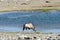 Oryx in Etosha National Park