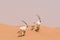 Oryx family in the dunes of the Dubai Desert Conservation Reserve, UAE