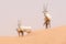 Oryx family in the dunes of the Dubai Desert Conservation Reserve, UAE