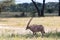 An Oryx family stands in the pasture surrounded by green grass and shrubs