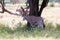 An Oryx family stands in the pasture surrounded by green grass and shrubs