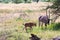 An Oryx family stands in the pasture surrounded by green grass and shrubs