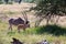 An Oryx family stands in the pasture surrounded by green grass and shrubs