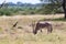 An Oryx family stands in the pasture surrounded by green grass and shrubs