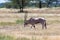 An Oryx family stands in the pasture surrounded by green grass and shrubs