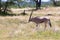 An Oryx family stands in the pasture surrounded by green grass and shrubs