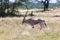 An Oryx family stands in the pasture surrounded by green grass and shrubs