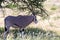 An Oryx family stands in the pasture surrounded by green grass and shrubs