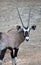 Oryx gazella