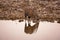 Oryx gazella drinks water at sunrise in Etosha National Park, Namibia