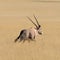 Oryx Gazella (Gemsbok) in grassland