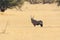 Oryx Gazella (Gemsbok) in grassland