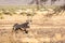 Oryx Gazella (Gemsbok) in grassland