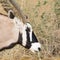 Oryx Gazella (Gemsbok) in grassland