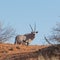 Oryx Gazella (Gemsbok) in grassland