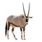 Oryx Gazella (Gemsbok) looking into cam isolated