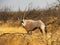 An oryx gazella (gemsbok) standing side on in long grass