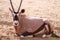 Oryx Gazelle Lying on Ground