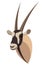 Oryx gazelle portrait made in unique simple cartoon style. Head of gemsbok antelope. Isolated icon for your design