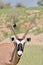 Oryx (Gemsbok)