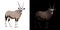 Oryx or gemsbok in dark background