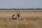 Oryx/Gemsbok in Grass