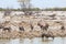 Oryx gemsbok herd waterhole Etosha, Namibia